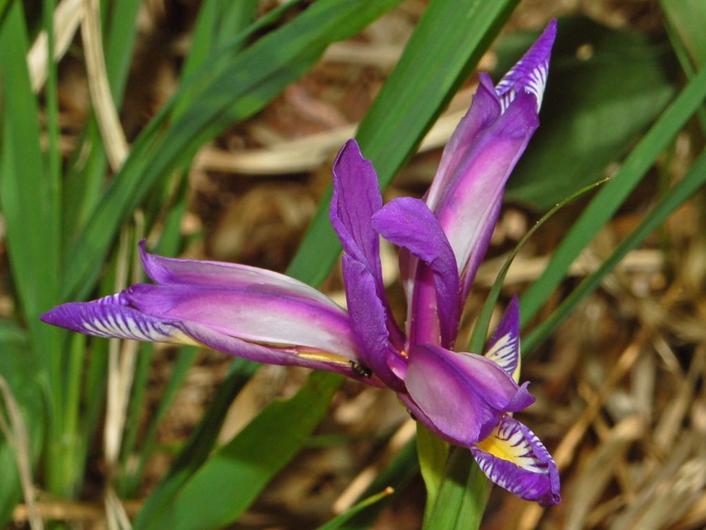 Iris graminea